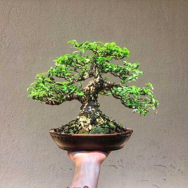 Mai chiếu thủy: Loài cây cảnh vừa làm đẹp sân vườn, vừa mang lại may mắn và bình an trong phong thủy