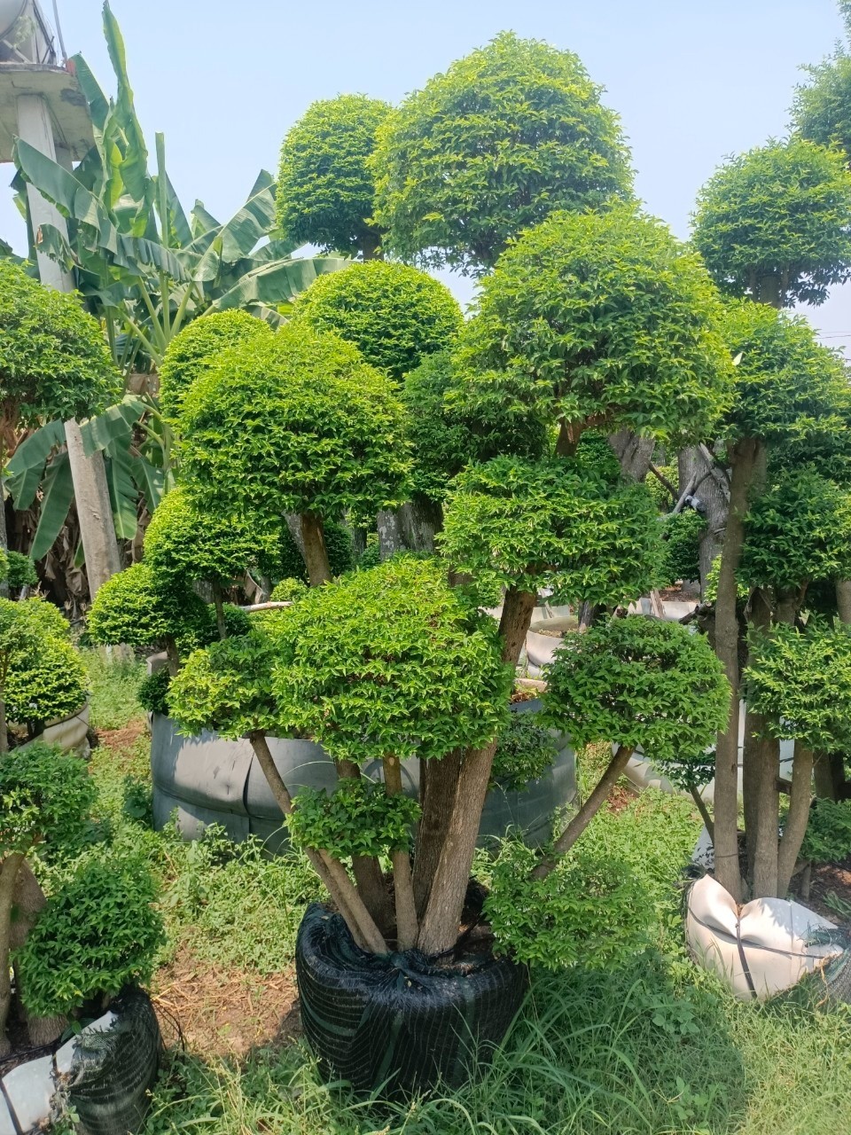 Mai chiếu thủy: Loài cây cảnh vừa làm đẹp sân vườn, vừa mang lại may mắn và bình an trong phong thủy
