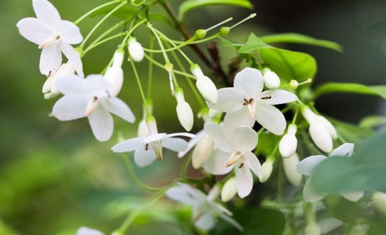 Mai chiếu thủy: Loài cây cảnh vừa làm đẹp sân vườn, vừa mang lại may mắn và bình an trong phong thủy