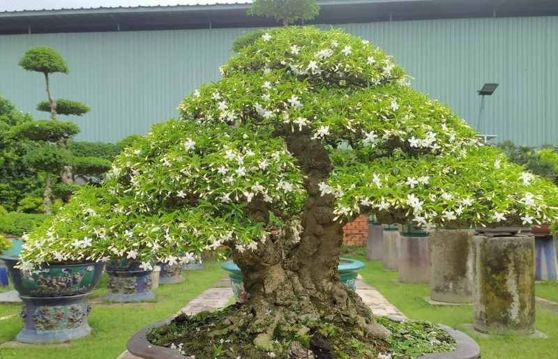 Mai chiếu thủy: Loài cây cảnh vừa làm đẹp sân vườn, vừa mang lại may mắn và bình an trong phong thủy