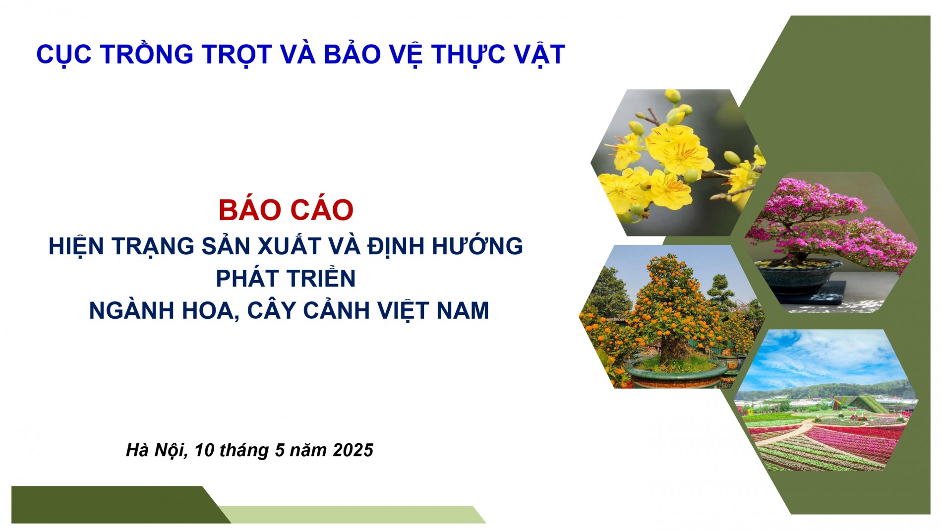 Phát triển ngành hoa, cây cảnh Việt Nam cần chính sách tín dụng, đất đai, nhân lực đồng bộ
