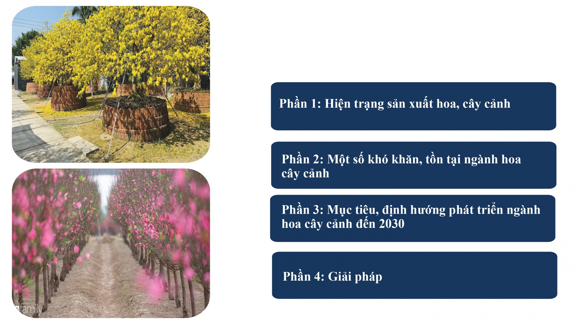 Phát triển ngành hoa, cây cảnh Việt Nam cần chính sách tín dụng, đất đai, nhân lực đồng bộ
