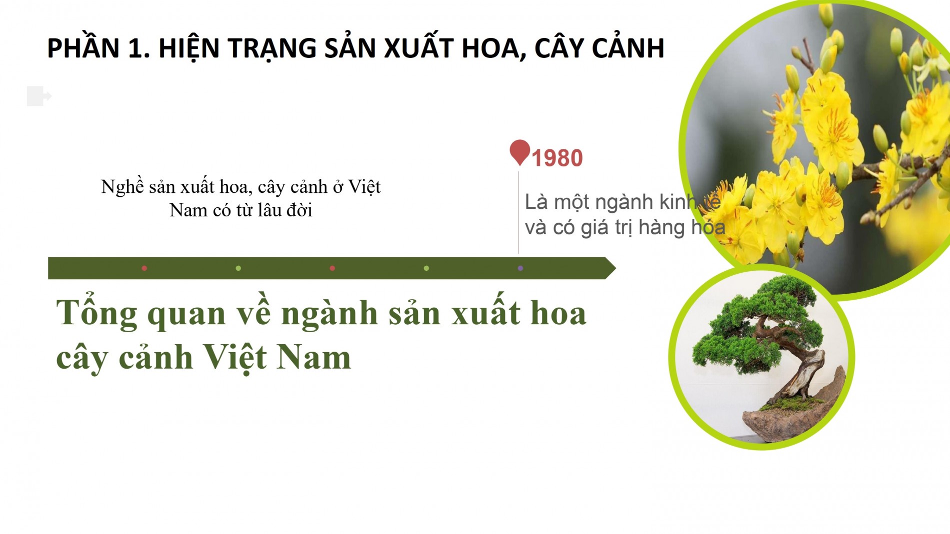 Phát triển ngành hoa, cây cảnh Việt Nam cần chính sách tín dụng, đất đai, nhân lực đồng bộ