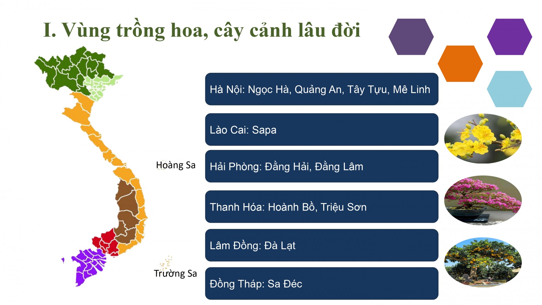Phát triển ngành hoa, cây cảnh Việt Nam cần chính sách tín dụng, đất đai, nhân lực đồng bộ