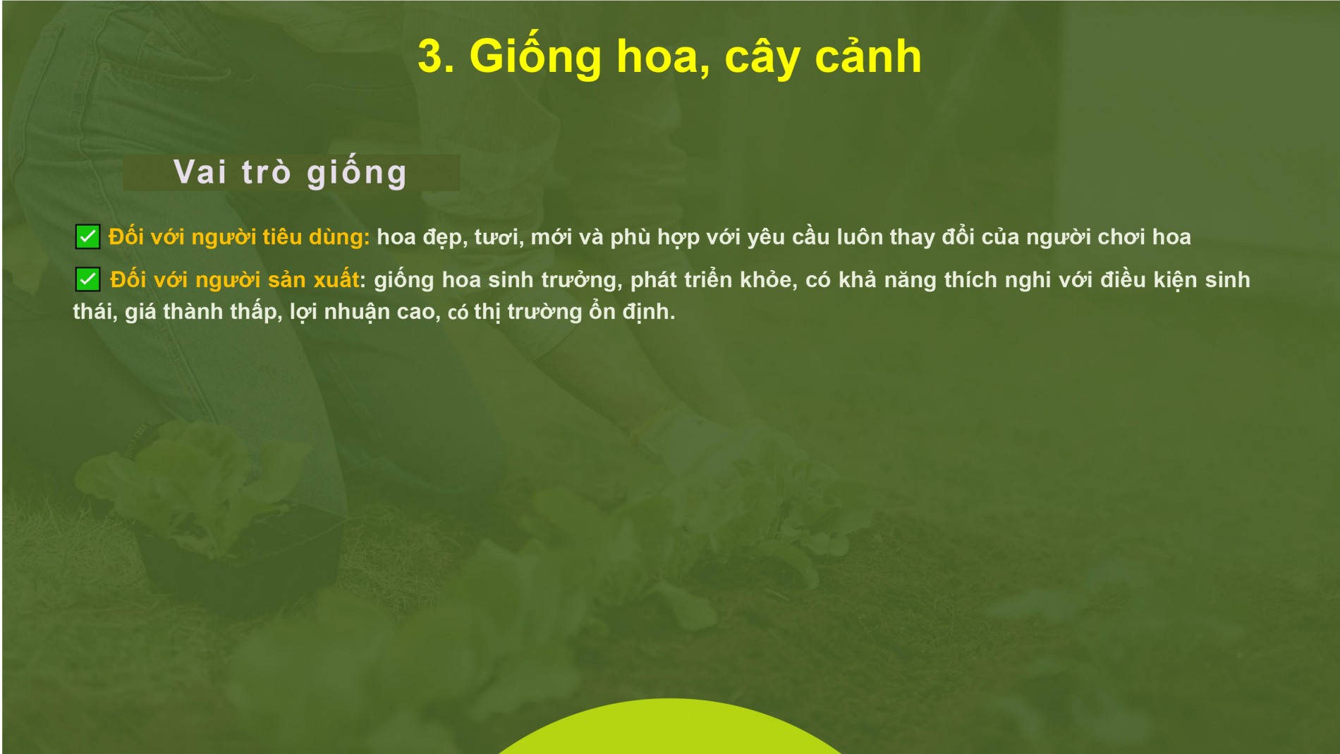 Phát triển ngành hoa, cây cảnh Việt Nam cần chính sách tín dụng, đất đai, nhân lực đồng bộ