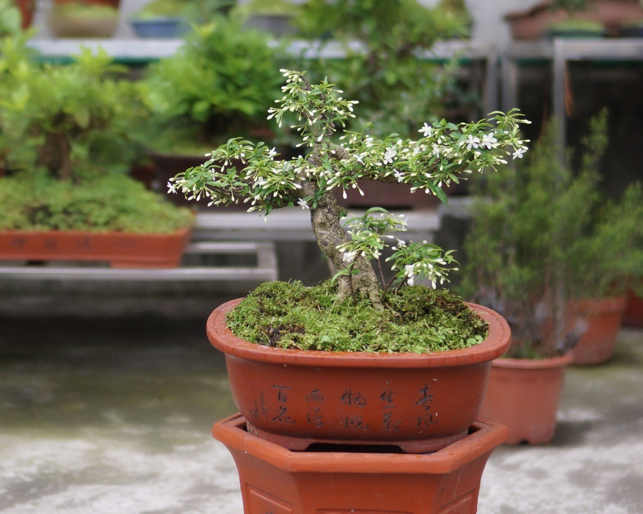 Mai chiếu thủy: Loài cây cảnh vừa làm đẹp sân vườn, vừa mang lại may mắn và bình an trong phong thủy