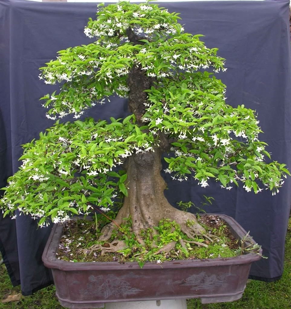Mai chiếu thủy: Loài cây cảnh vừa làm đẹp sân vườn, vừa mang lại may mắn và bình an trong phong thủy