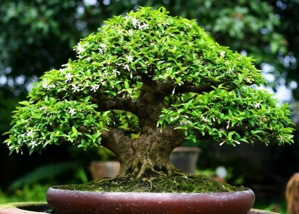 Mai chiếu thủy: Loài cây cảnh vừa làm đẹp sân vườn, vừa mang lại may mắn và bình an trong phong thủy