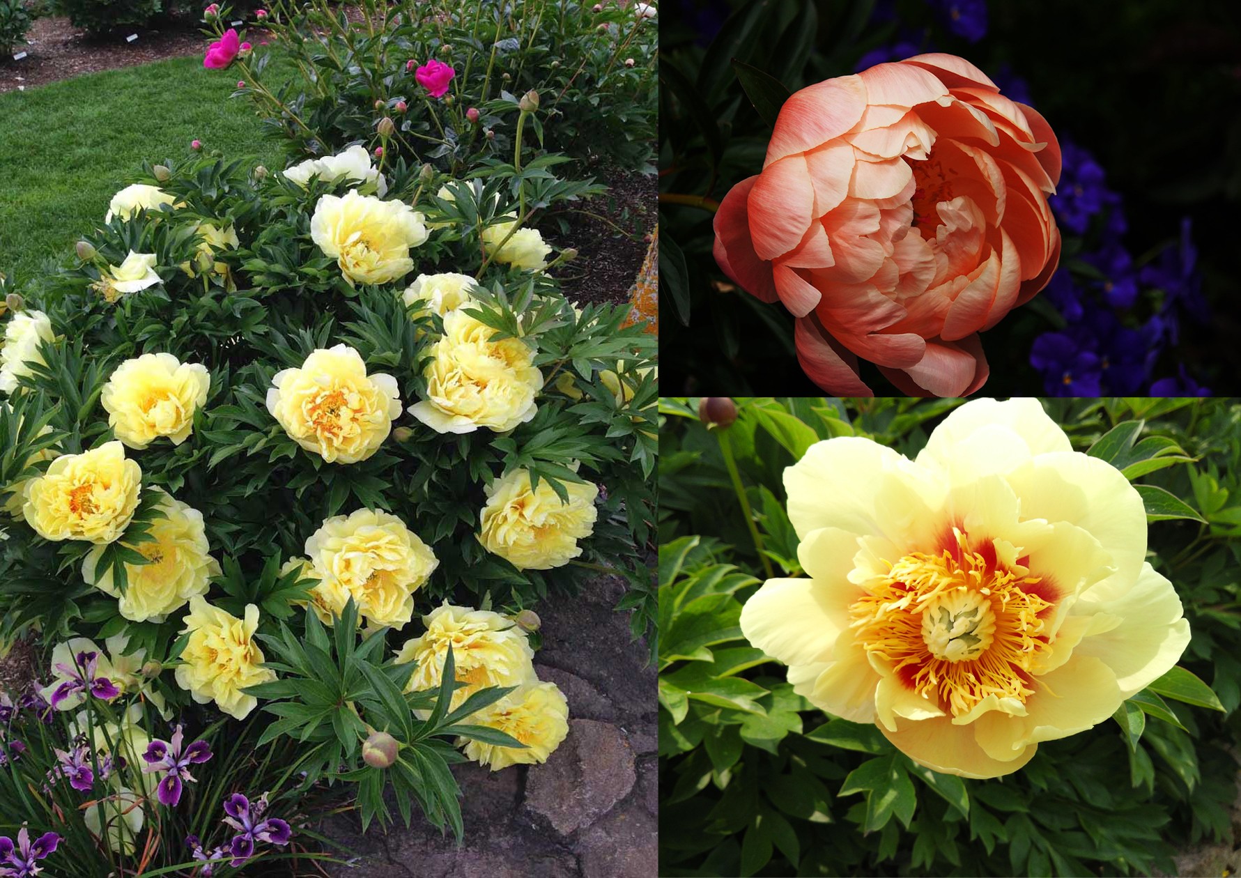 Hoa mẫu đơn lai itoh peonies