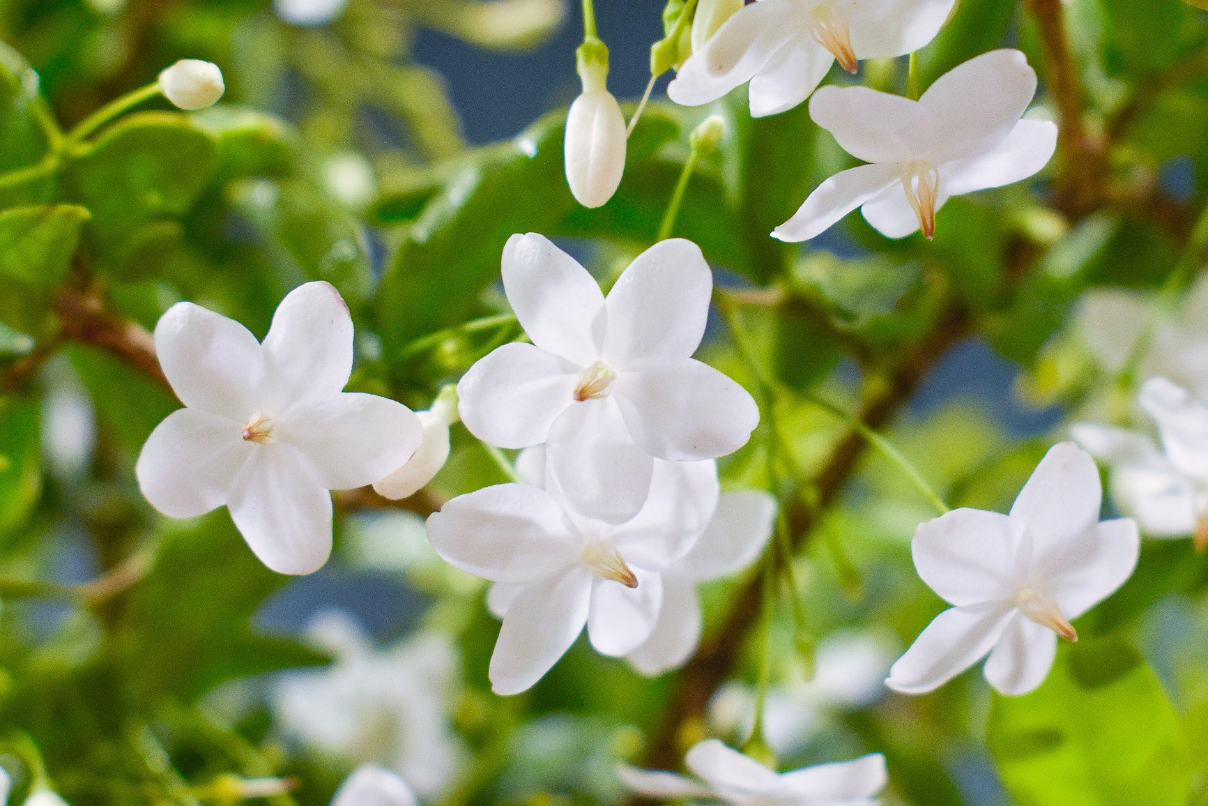 Hoa của mai chiếu thủy