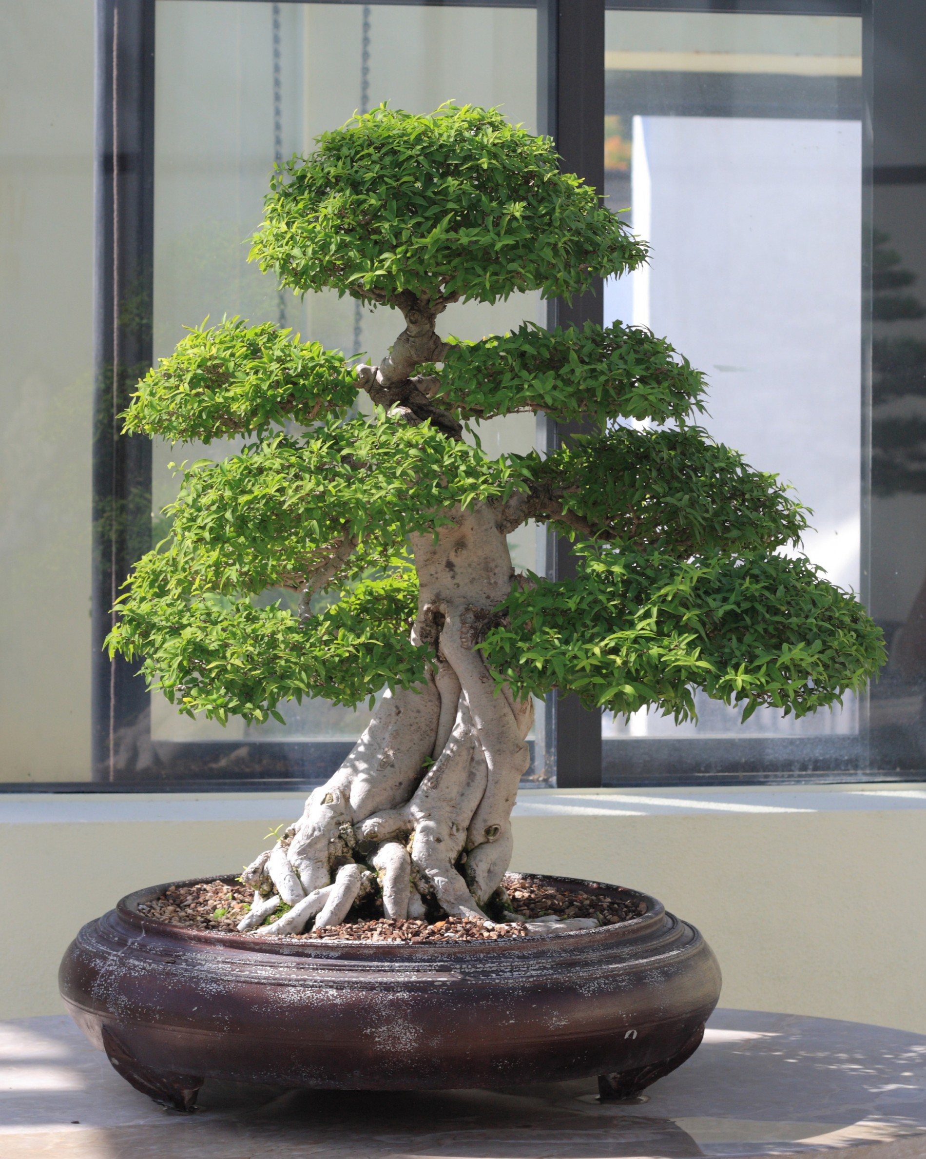 Bí quyết tưới nước cho mai chiếu thủy theo mùa giúp cây luôn xanh tốt