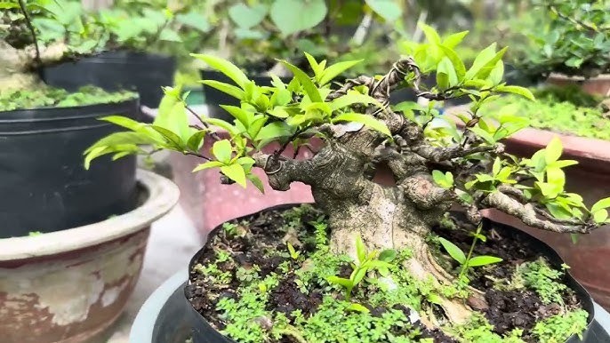 Bí quyết tưới nước cho mai chiếu thủy theo mùa giúp cây luôn xanh tốt