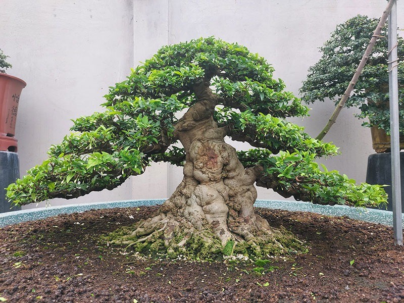 Bí quyết tưới nước cho mai chiếu thủy theo mùa giúp cây luôn xanh tốt