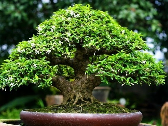 Bí quyết tưới nước cho mai chiếu thủy theo mùa giúp cây luôn xanh tốt