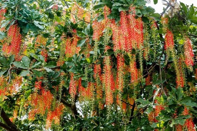 "Chạm tay là nở": Tuyệt chiêu khiến lộc vừng bung hoa rực rỡ như pháo đỏ