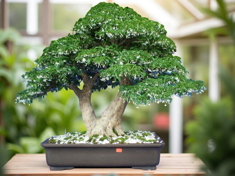 Mai chiếu thủy trồng trong chậu