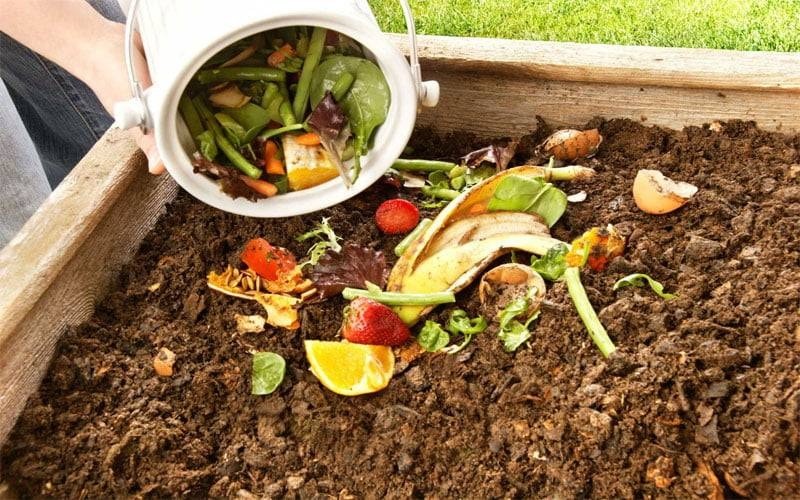 Cách bón phân cho mai chiếu thủy hiệu quả: Kết hợp phân hữu cơ và vô cơ đúng cách