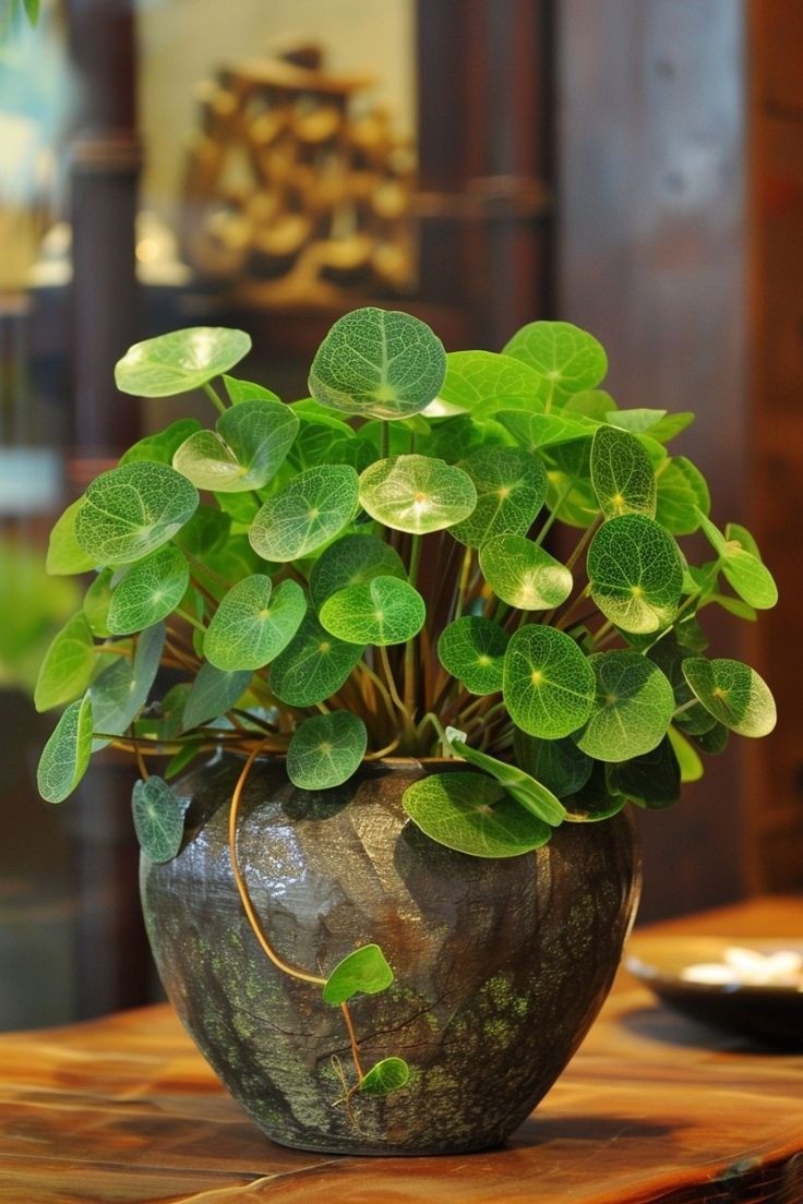 5 loại cây cảnh đại cát đại lợi, chủ nhà trồng là tiền vào như nước