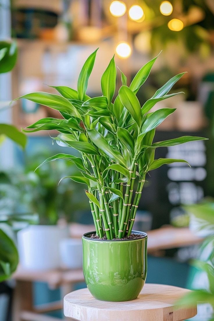 5 loại cây cảnh đại cát đại lợi, chủ nhà trồng là tiền vào như nước