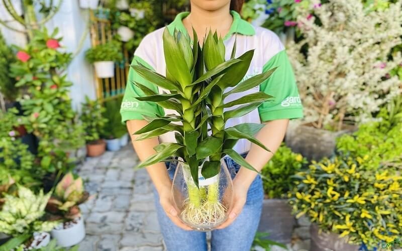 5 loại cây cảnh đại cát đại lợi, chủ nhà trồng là tiền vào như nước