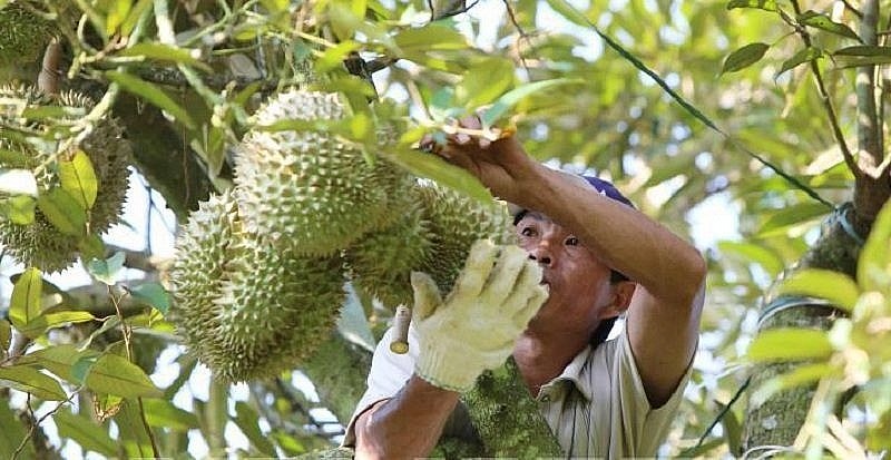 Giải pháp tháo gỡ khó khăn cho ngành sầu riêng: Từ kỹ thuật trồng đến kiểm nghiệm chất lượng