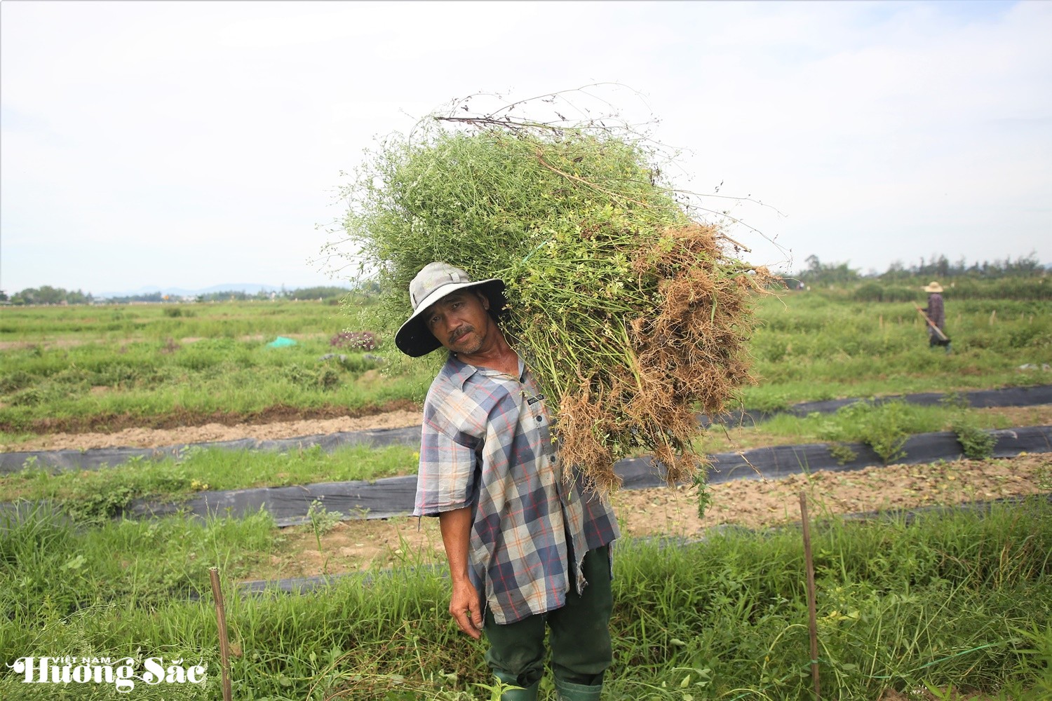 Bán lá dịp Tết Đoan Ngọ, người dân ở Quảng Nam bỏ túi cả trăm triệu đồng