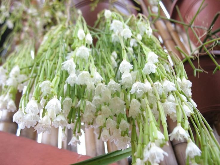 Loài cây được mệnh danh là 'vua cây treo': Cành rủ như thác, hoa thơm ngát, quả ăn được