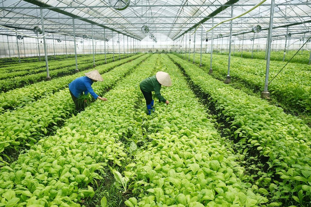 Khuyến nông Việt Nam thời kỳ mới: Từ mô hình truyền thống đến công nghệ hiện đại
