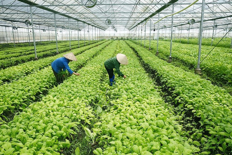 Khuyến nông Việt Nam thời kỳ mới: Từ mô hình truyền thống đến công nghệ hiện đại