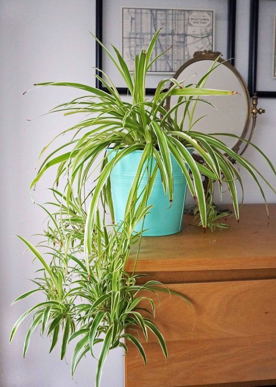 Ai thuộc 3 mệnh này nên trồng cây lan chi, thu hút vượng khí, gọi lộc về nhà
