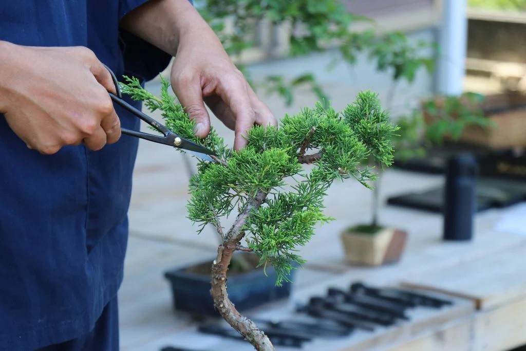 Tinh hoa nghệ thuật bonsai: Bí quyết sáng tạo từ 5 chi tiết nhỏ