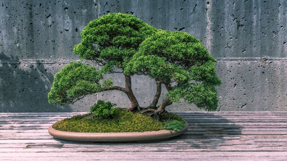 Tinh hoa nghệ thuật bonsai: Bí quyết sáng tạo từ 5 chi tiết nhỏ