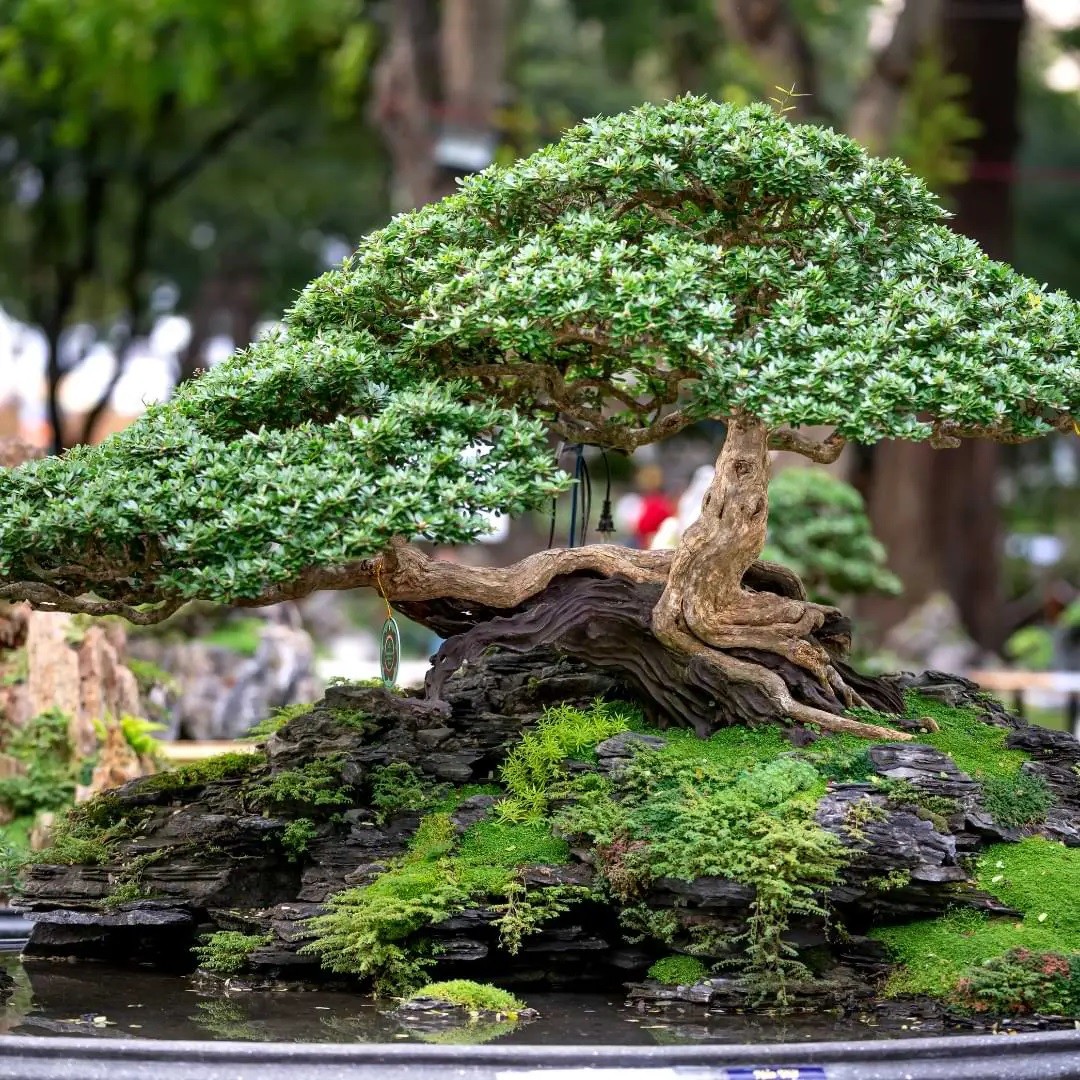 Tinh hoa nghệ thuật bonsai: Bí quyết sáng tạo từ 5 chi tiết nhỏ