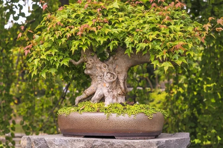 Tinh hoa nghệ thuật bonsai: Bí quyết sáng tạo từ 5 chi tiết nhỏ