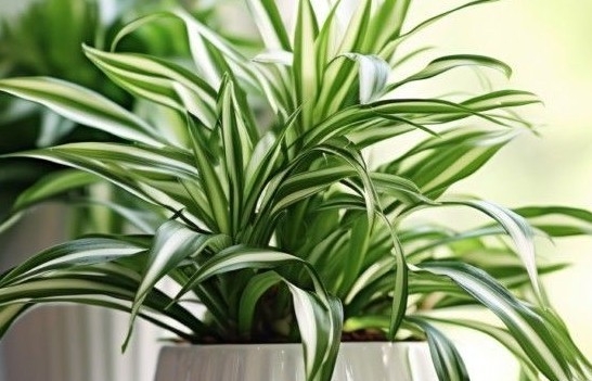 Ai thuộc 3 mệnh này nên trồng cây lan chi, thu hút vượng khí, gọi lộc về nhà