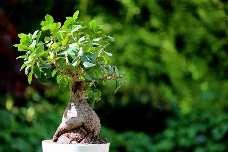 Tinh hoa nghệ thuật bonsai: Bí quyết sáng tạo từ 5 chi tiết nhỏ