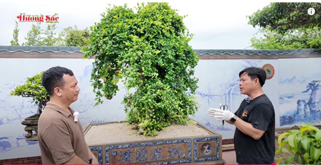 Nghe nghệ nhân Dũng Coca chỉ cách khai thác duối tự nhiên về làm cảnh