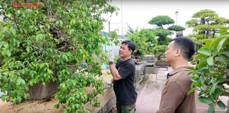 Nghe nghệ nhân Dũng Coca chỉ cách khai thác duối tự nhiên về làm cảnh