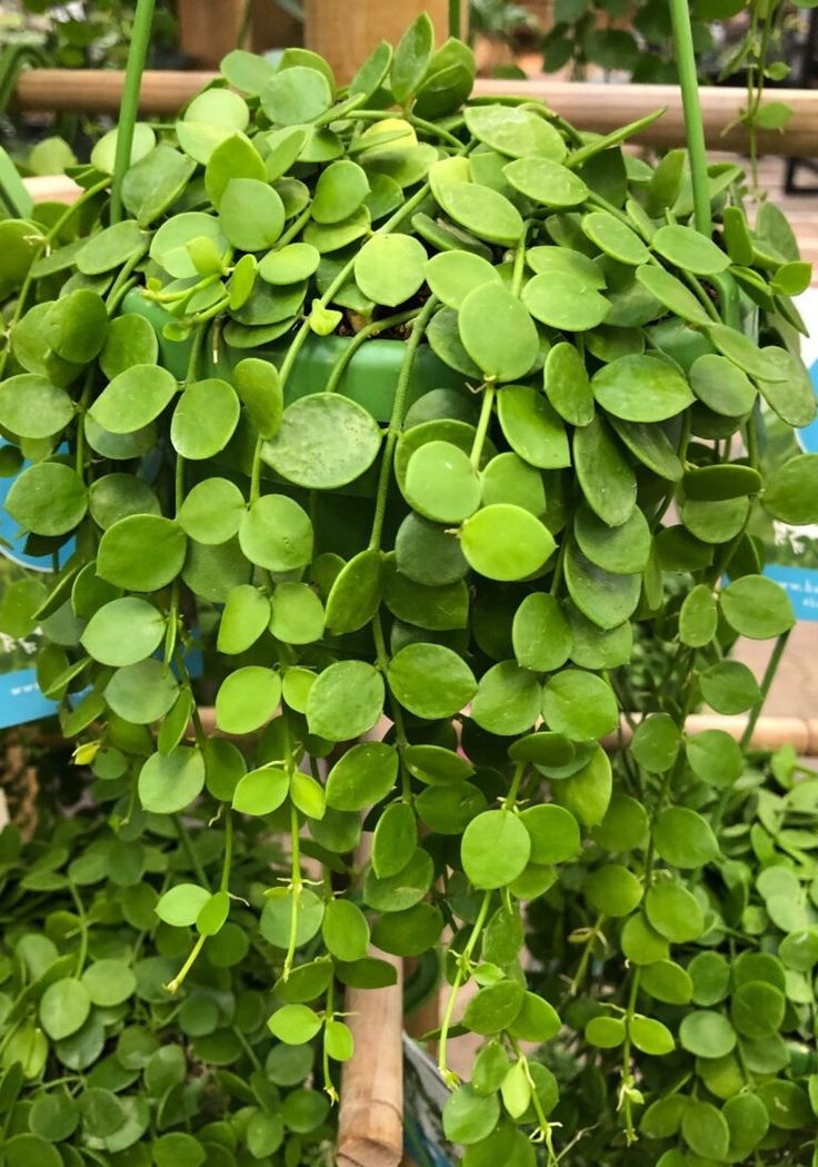 5 loại hoa dây leo làm sáng bừng ban công ngày hè