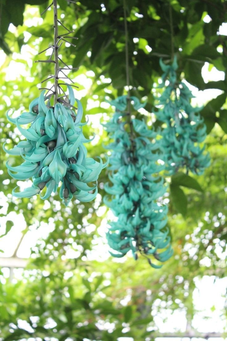 5 loại hoa dây leo làm sáng bừng ban công ngày hè
