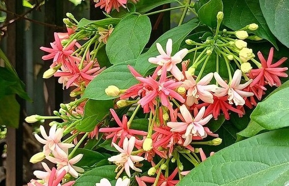 5 loại hoa dây leo làm sáng bừng ban công ngày hè