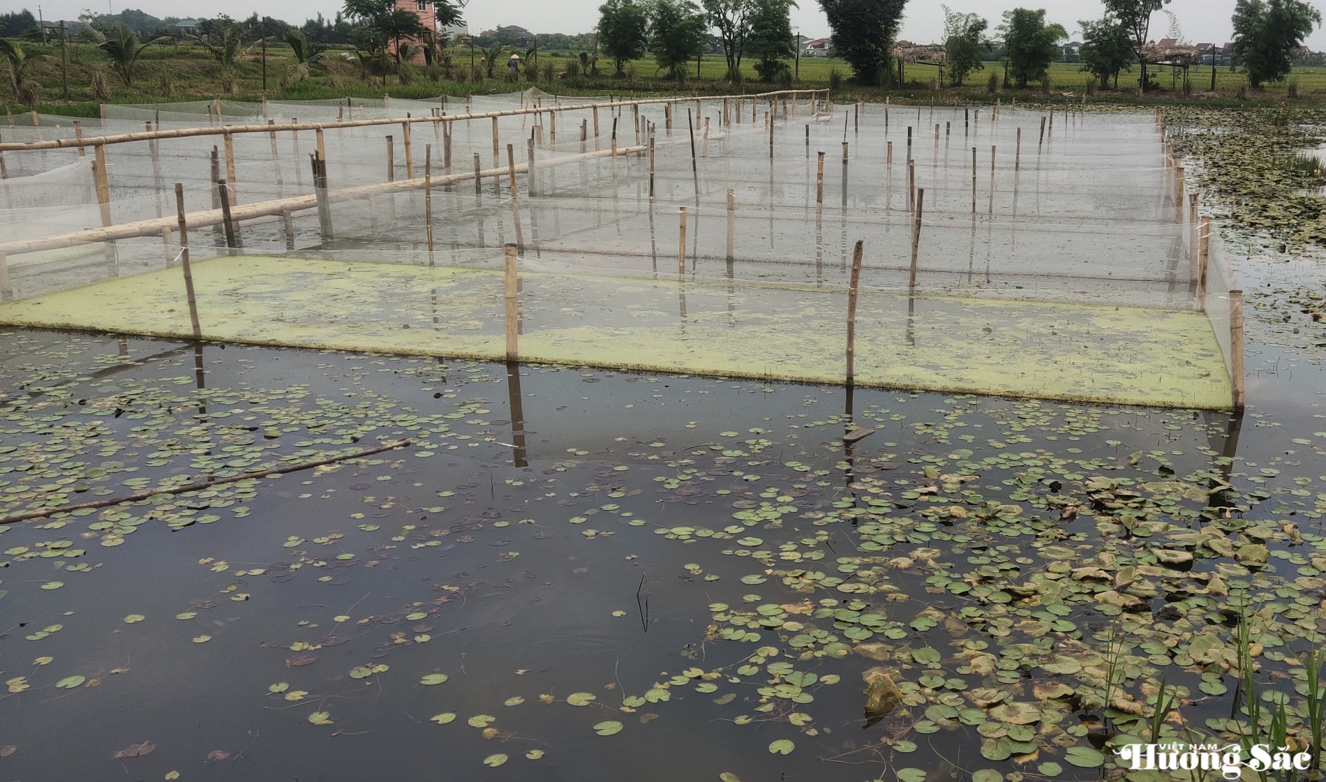 Phát triển mô hình nông nghiệp hữu cơ gắn với du lịch sinh thái giữa lòng thành phố Hà Tĩnh