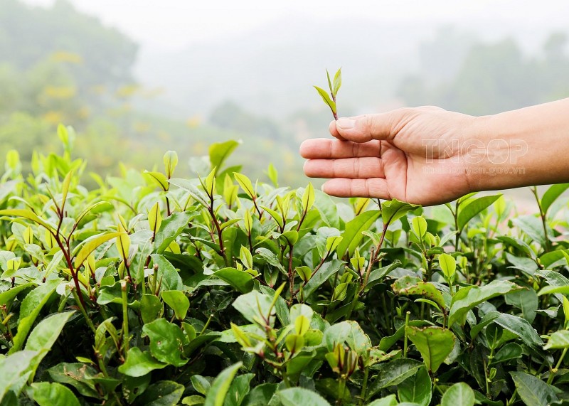 TP. Hà Nội: Tập trung chỉ đạo sản xuất trồng trọt và bảo vệ thực vật trên cây trồng