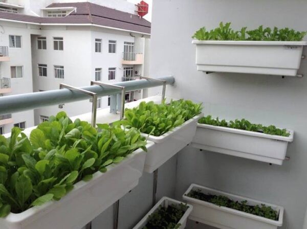 Xu hướng phủ xanh không gian sống trong các tòa chung cư hiện đại giữa lòng đô thị