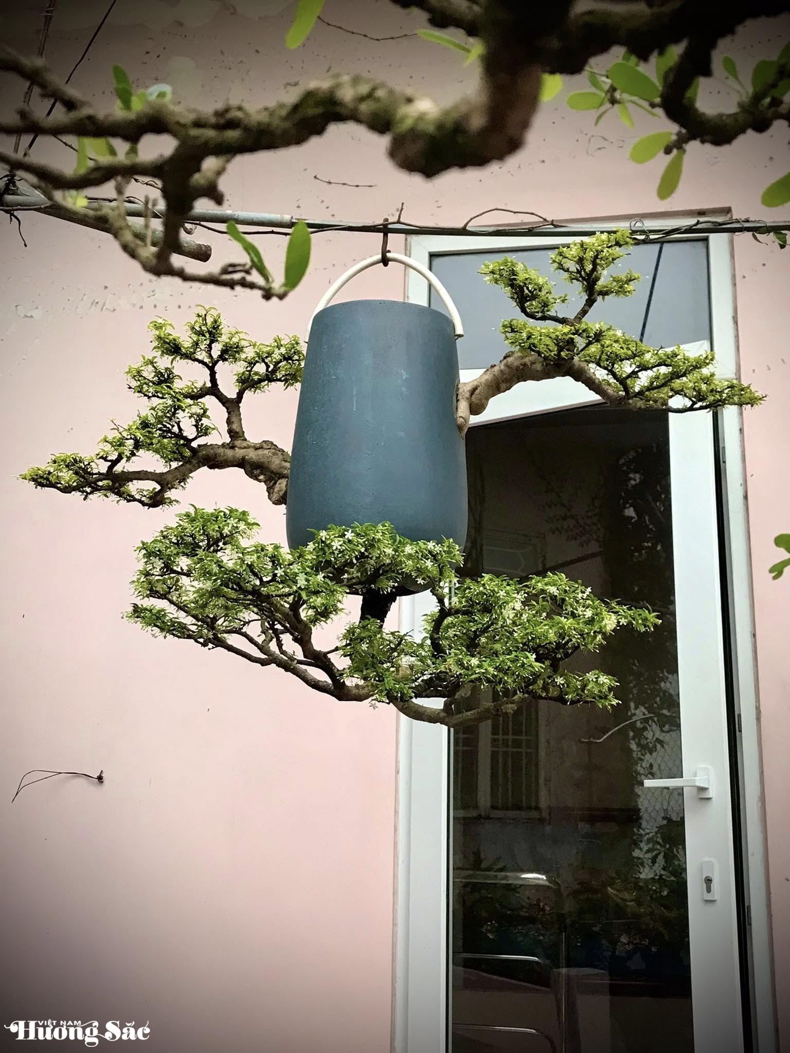 Ngắm dàn bonsai mọc ngược độc lạ của dị nhân xứ Quảng Ngắm dàn bonsai mọc ngược độc lạ của dị nhân xứ Quảng