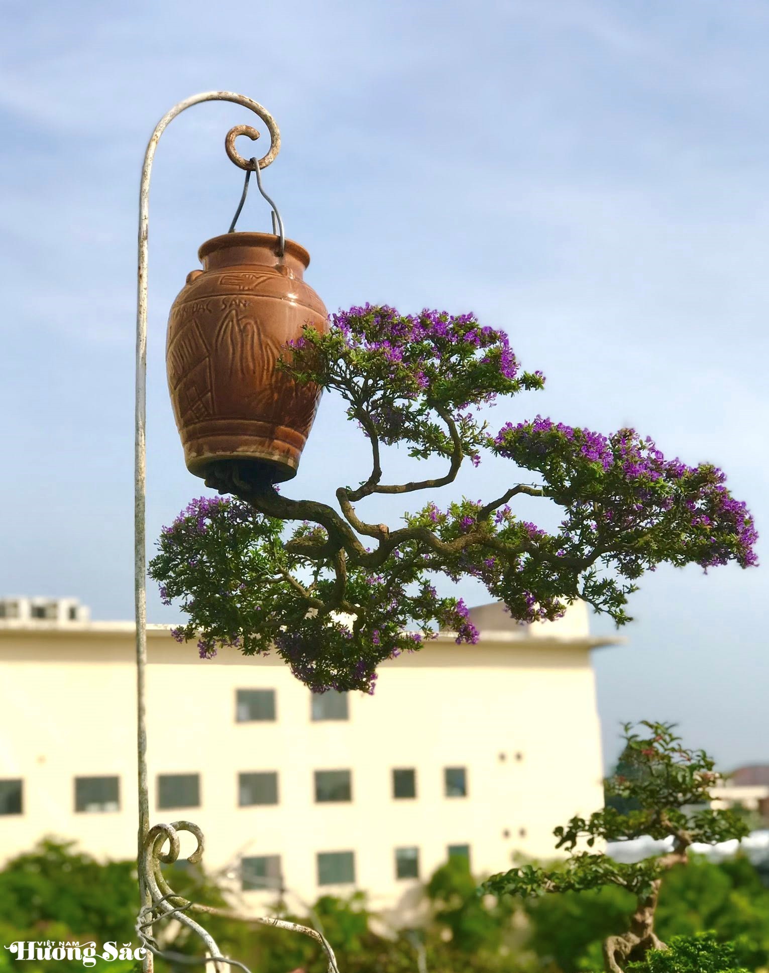 Ngắm dàn bonsai mọc ngược độc lạ của dị nhân xứ Quảng Ngắm dàn bonsai mọc ngược độc lạ của dị nhân xứ Quảng