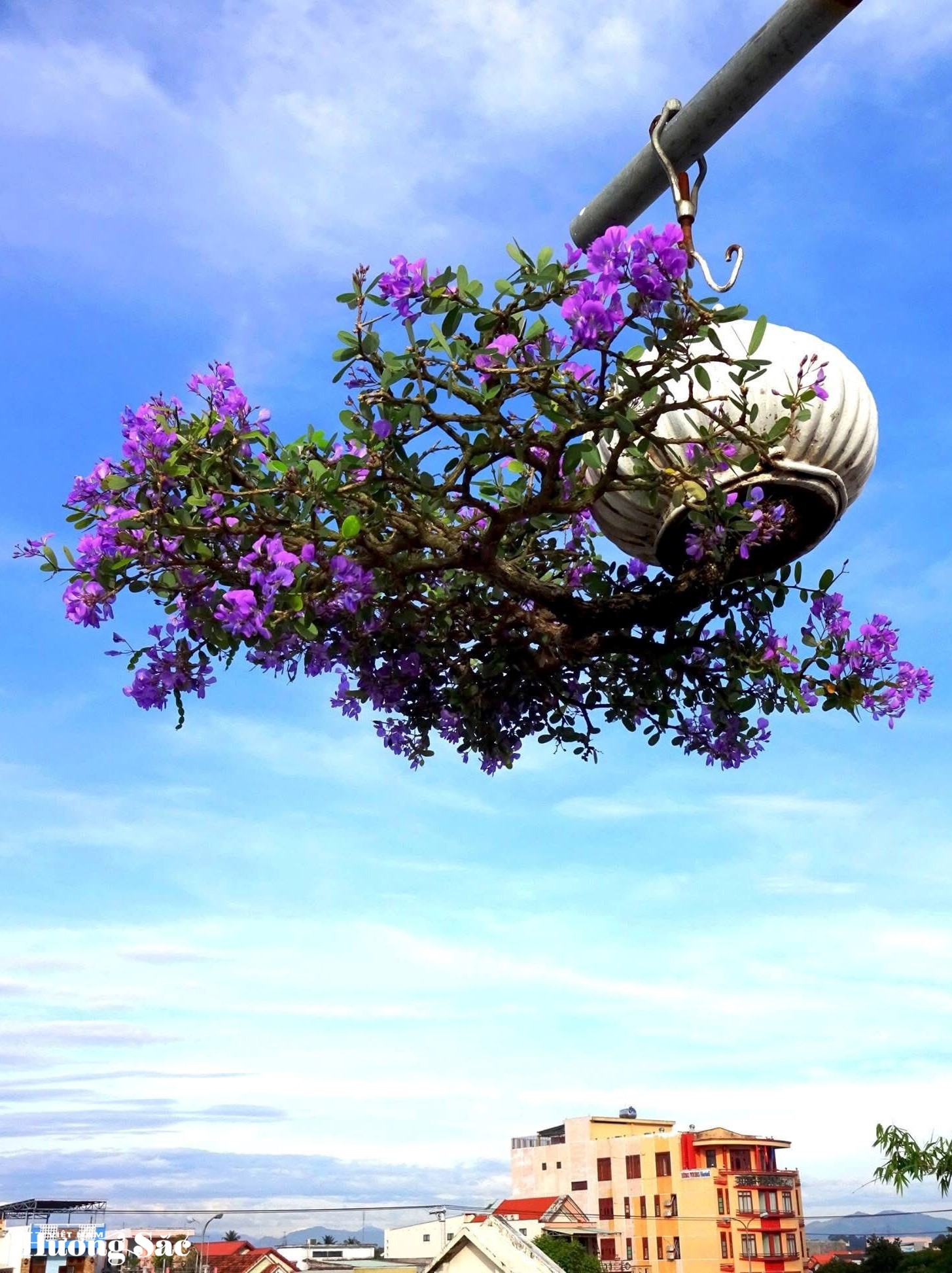 Ngắm dàn bonsai mọc ngược độc lạ của dị nhân xứ Quảng