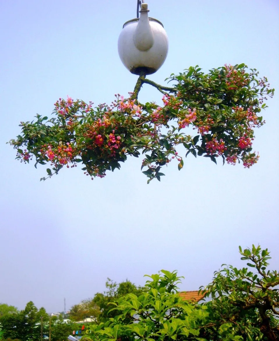 Ngắm dàn bonsai "mọc ngược" độc lạ của nghệ nhân xứ Quảng