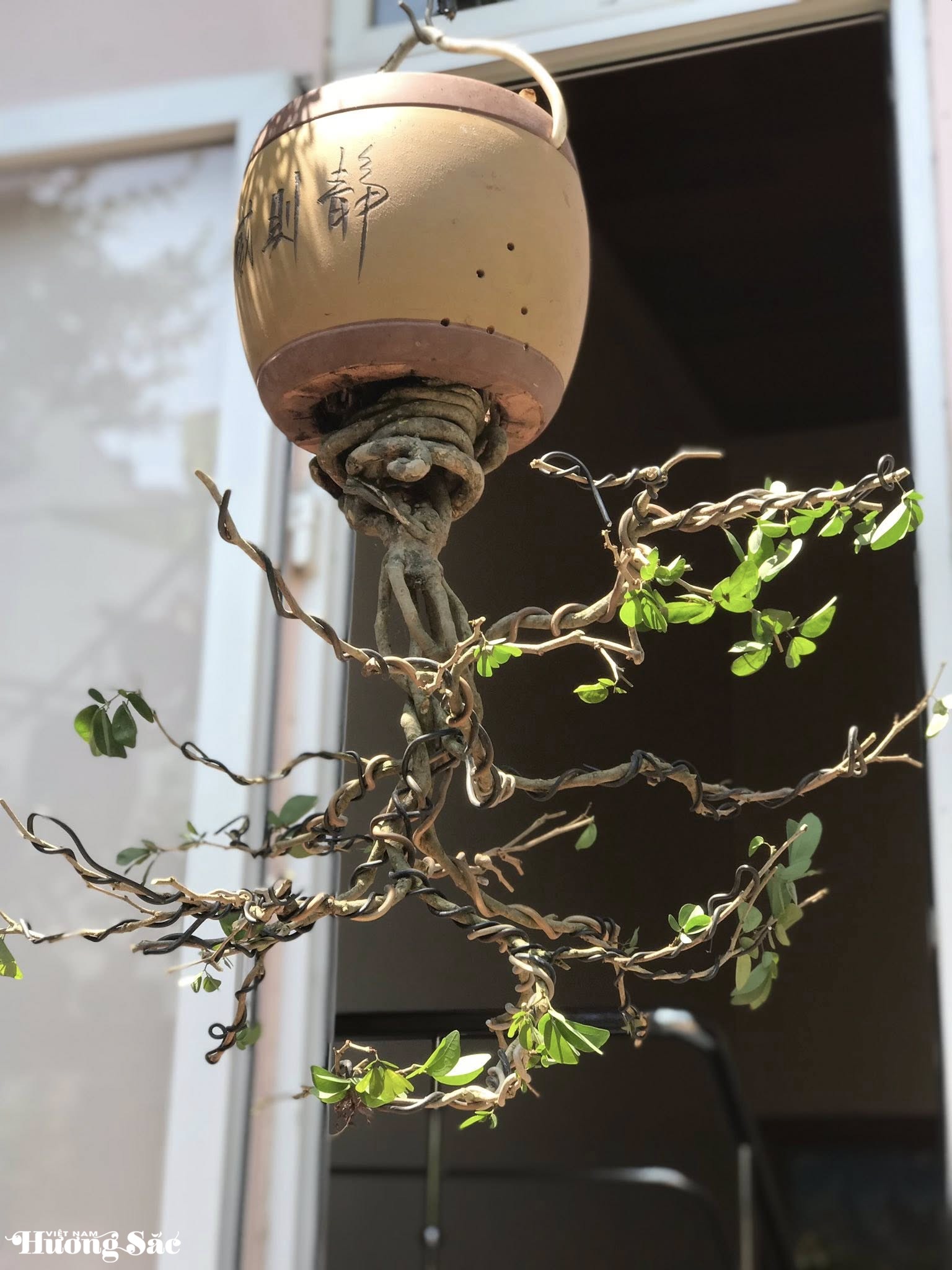 Ngắm dàn bonsai mọc ngược độc lạ của dị nhân xứ Quảng