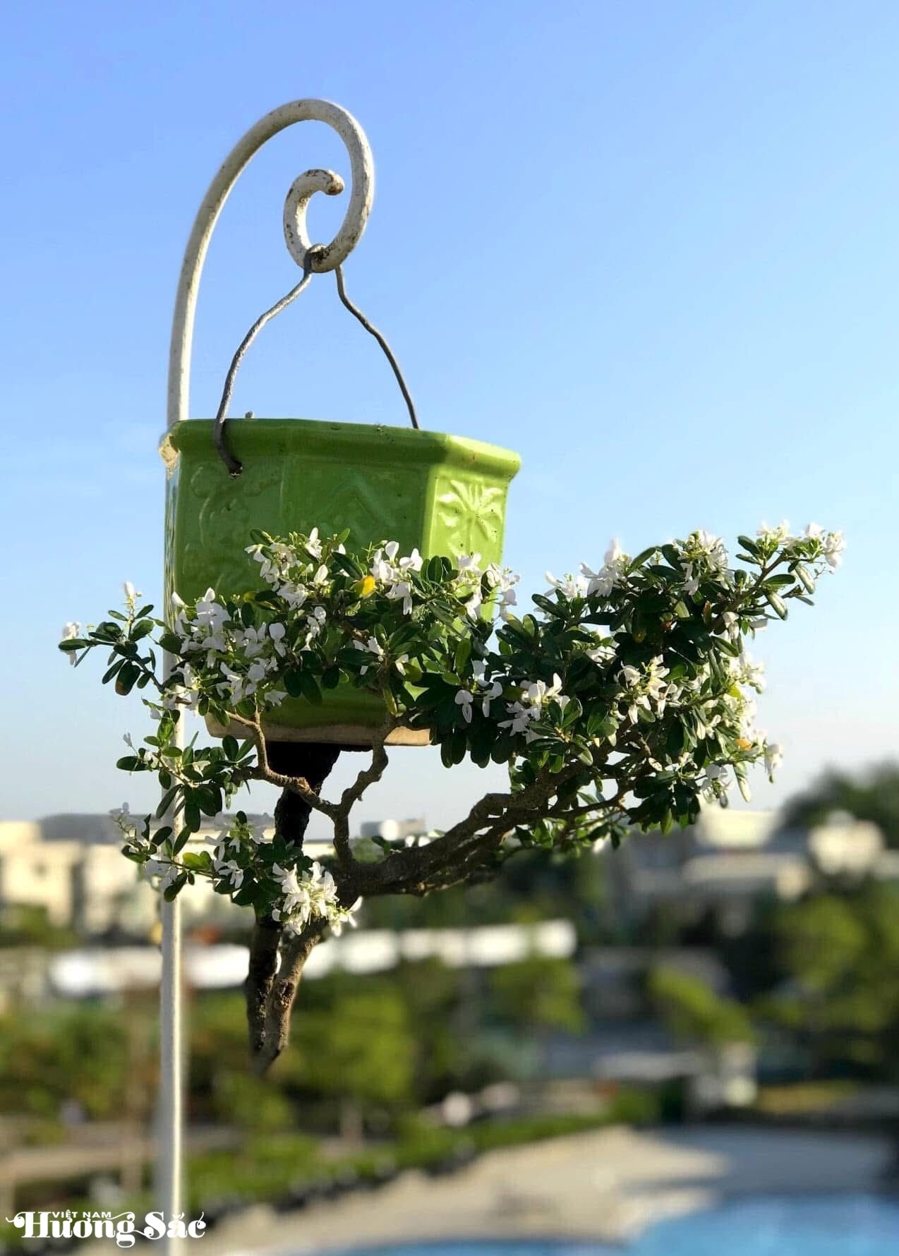 Ngắm dàn bonsai mọc ngược độc lạ của dị nhân xứ Quảng